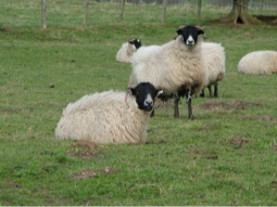 sheep flock along the Scarborough to Whitby Road for the Festival  sheep flock along the Scarborough to Whitby Road for the Festival